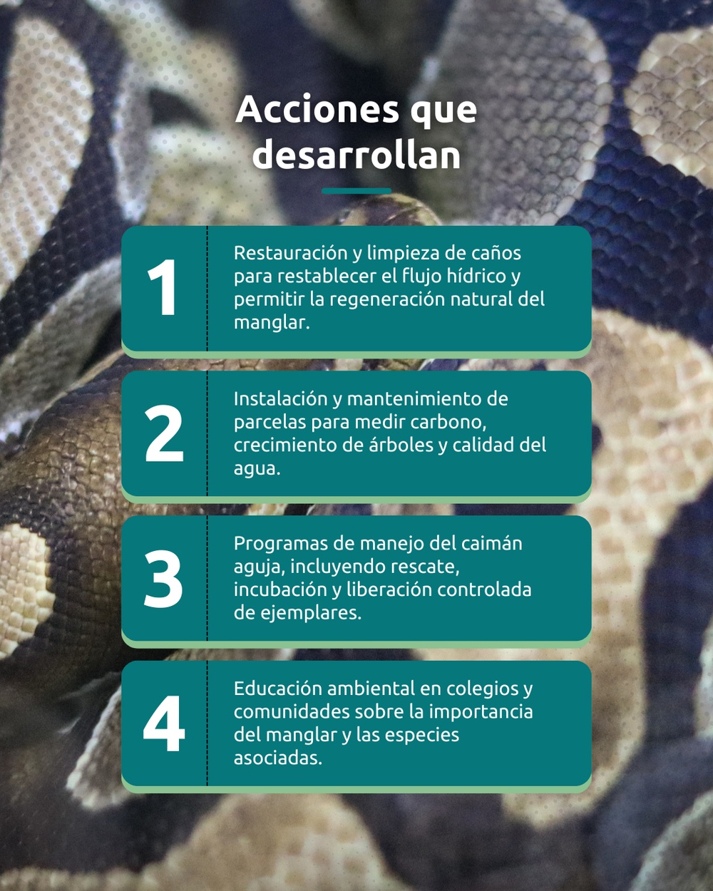 Slide 4 infografía 1